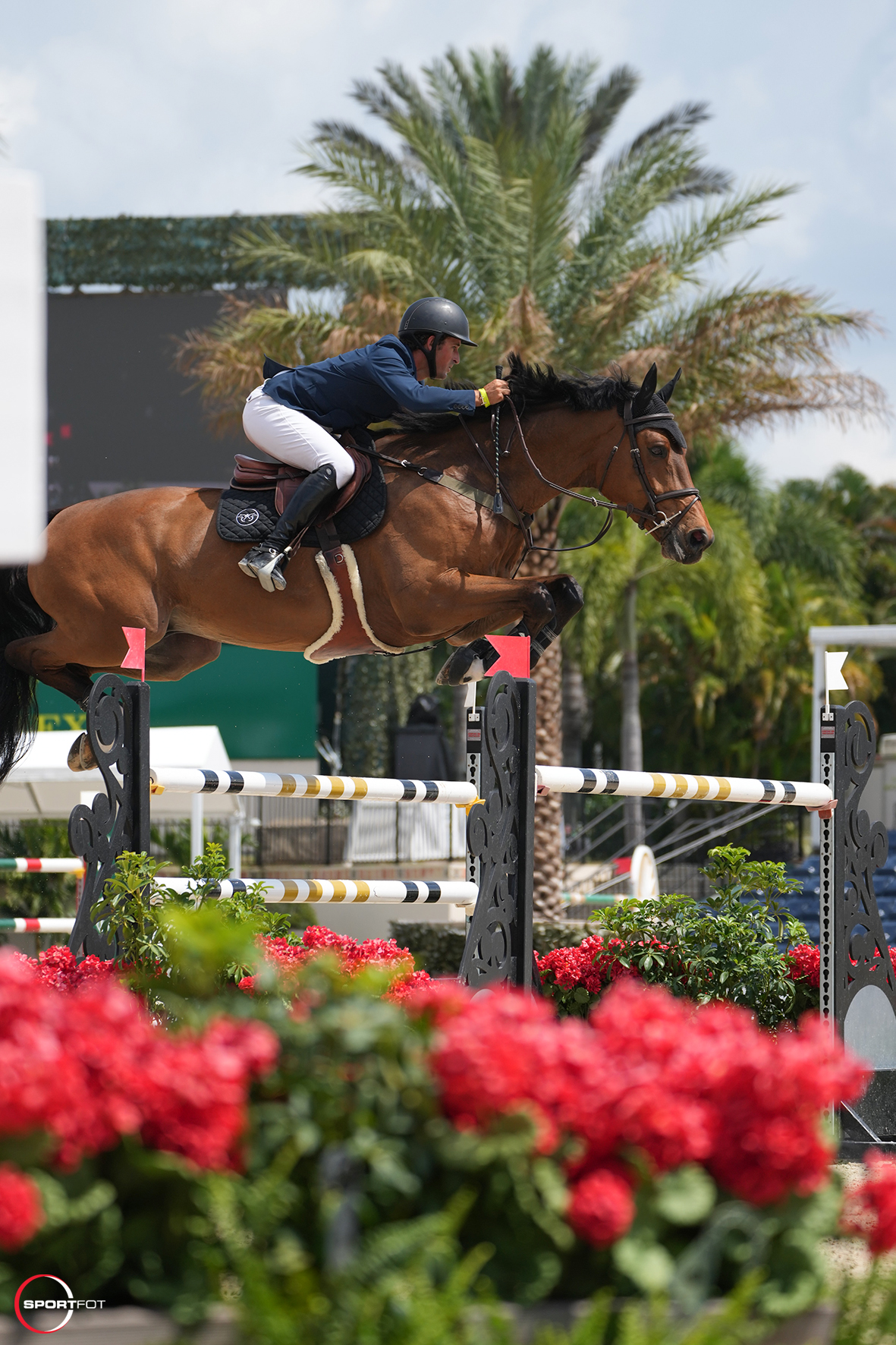 Nick Dello Joio and Cambridge Claim Win in 75,000 Adequan