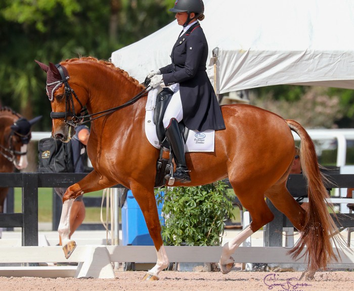 Global Dressage Festival LLC