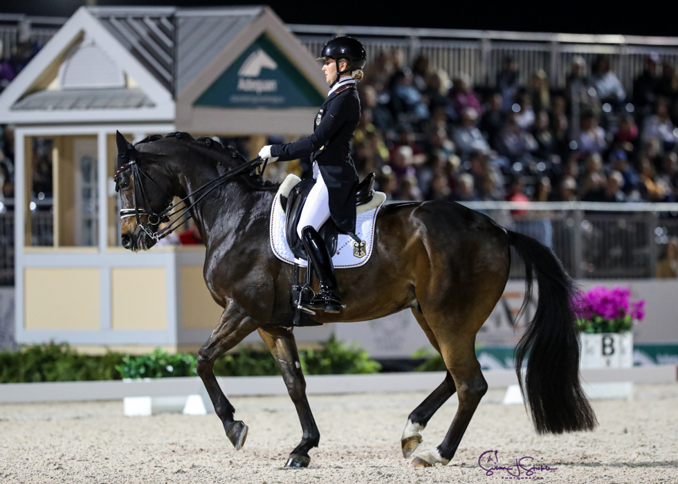 Gold medal saddlery 2025 england